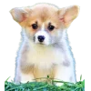 🤩 Эмодзи «Корги» для Telegram