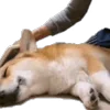💤 Эмодзи «Корги» для Telegram