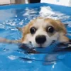🏊‍♀️ Эмодзи «Корги» для Telegram