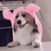 🤩 Эмодзи «Корги» для Telegram