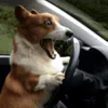 😱 Эмодзи «Корги» для Telegram