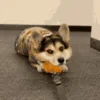 🐶 Эмодзи «Корги» для Telegram