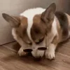 😎 Эмодзи «Корги» для Telegram