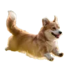 🤩 Эмодзи «Корги» для Telegram
