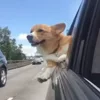 🚘 Эмодзи «Корги» для Telegram