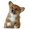 🤩 Эмодзи «Корги» для Telegram