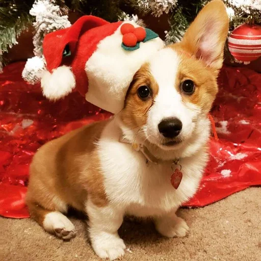 🎄 Стикер «KorgiXen» для Telegram