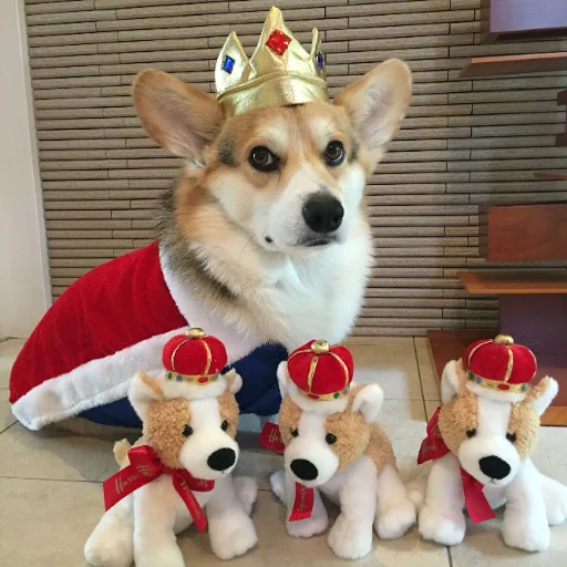👑 Стикер «KorgiXen» для Telegram