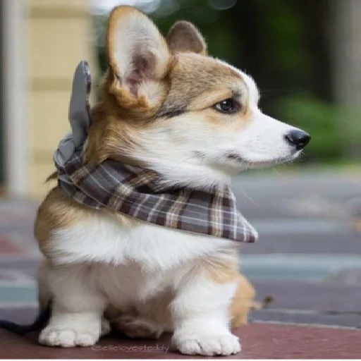 ❤️ Стикер «KorgiXen» для Telegram
