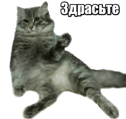 Стикерпак 40 кошек для Telegram — скачать