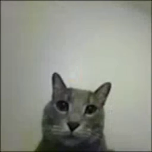 🖕 Стикер «meme» для Telegram