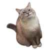 🖤 Эмодзи «Кошки» для Telegram