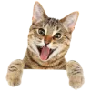🐞 Эмодзи «Кошки» для Telegram