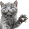 ⚽️ Эмодзи «Кошки» для Telegram