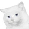 🕹 Эмодзи «Кошки» для Telegram