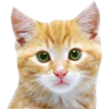 🦧 Эмодзи «Кошки» для Telegram