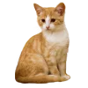 😁 Эмодзи «Кошки» для Telegram