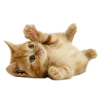 🍉 Эмодзи «Кошки» для Telegram