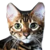 👨‍👨‍👦 Эмодзи «Кошки» для Telegram