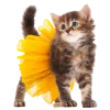 😍 Эмодзи «Кошки» для Telegram