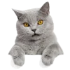 🤐 Эмодзи «Кошки» для Telegram