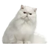 🥭 Эмодзи «Кошки» для Telegram