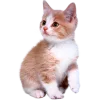 😕 Эмодзи «Кошки» для Telegram