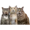 🧑‍🤝‍🧑 Эмодзи «Кошки» для Telegram