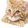 🐊 Эмодзи «Кошки» для Telegram