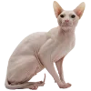 🦒 Эмодзи «Кошки» для Telegram