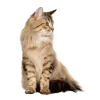 👩‍🦰 Эмодзи «Кошки» для Telegram