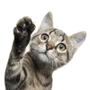 😤 Эмодзи «Кошки» для Telegram