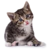 🥺 Эмодзи «Кошки» для Telegram
