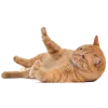 🍒 Эмодзи «Кошки» для Telegram
