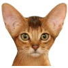 🦁 Эмодзи «Кошки» для Telegram