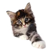 🌄 Эмодзи «Кошки» для Telegram