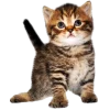 🍑 Эмодзи «Кошки» для Telegram
