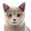 🧂 Эмодзи «Кошки» для Telegram