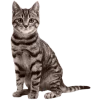 🚷 Эмодзи «Кошки» для Telegram