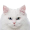 😃 Эмодзи «Кошки» для Telegram