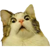 😅 Эмодзи «Кошки» для Telegram
