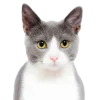 🖍 Эмодзи «Кошки» для Telegram
