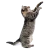 🙍‍♀️ Эмодзи «Кошки» для Telegram