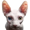 💸 Эмодзи «Кошки» для Telegram