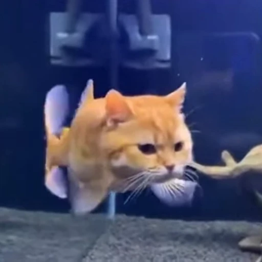 🤩 Стикер «Которыбы» для Telegram