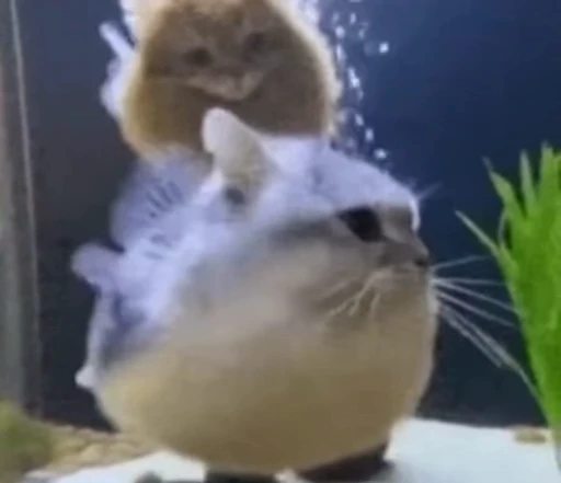 🤩 Стикер «Которыбы» для Telegram