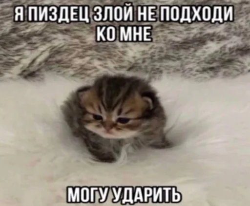 Стикерпак Злые котики для Telegram — скачать