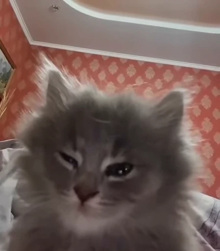 🙂 Стикер «Котята» для Telegram