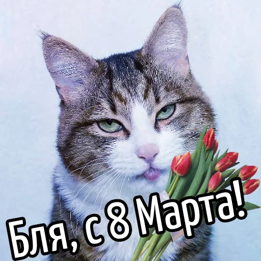 Стикерпак Кот "Бля" ? для Telegram — скачать
