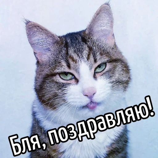 🥳 Стикер «Кот "Бля" ?» для Telegram